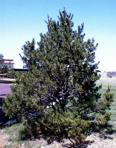 pinion pine